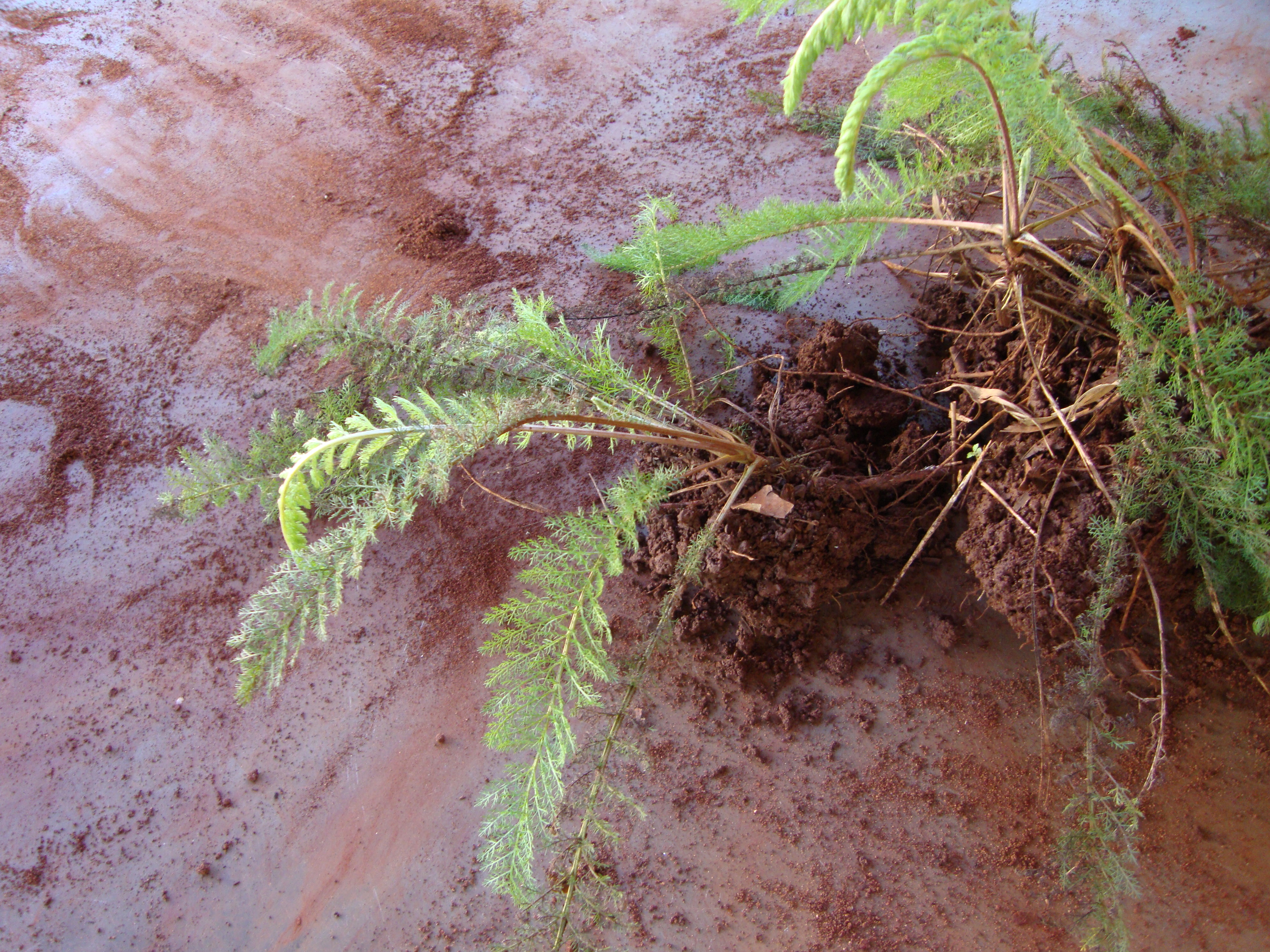 Achillea millefolium