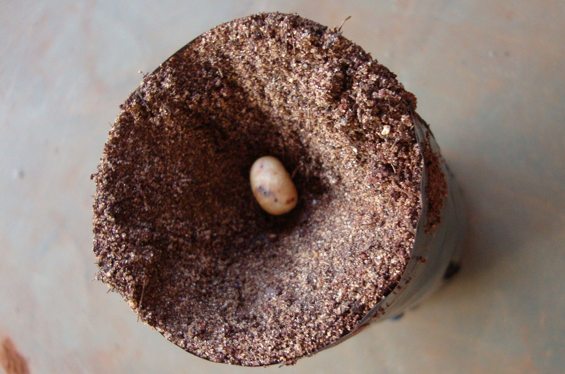 Semeadura Semeadura