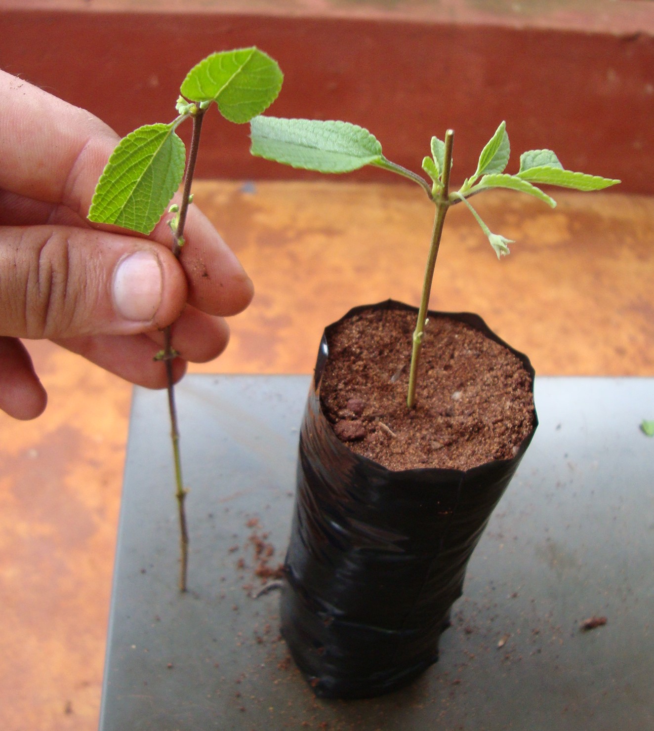 Propagação por estacas.