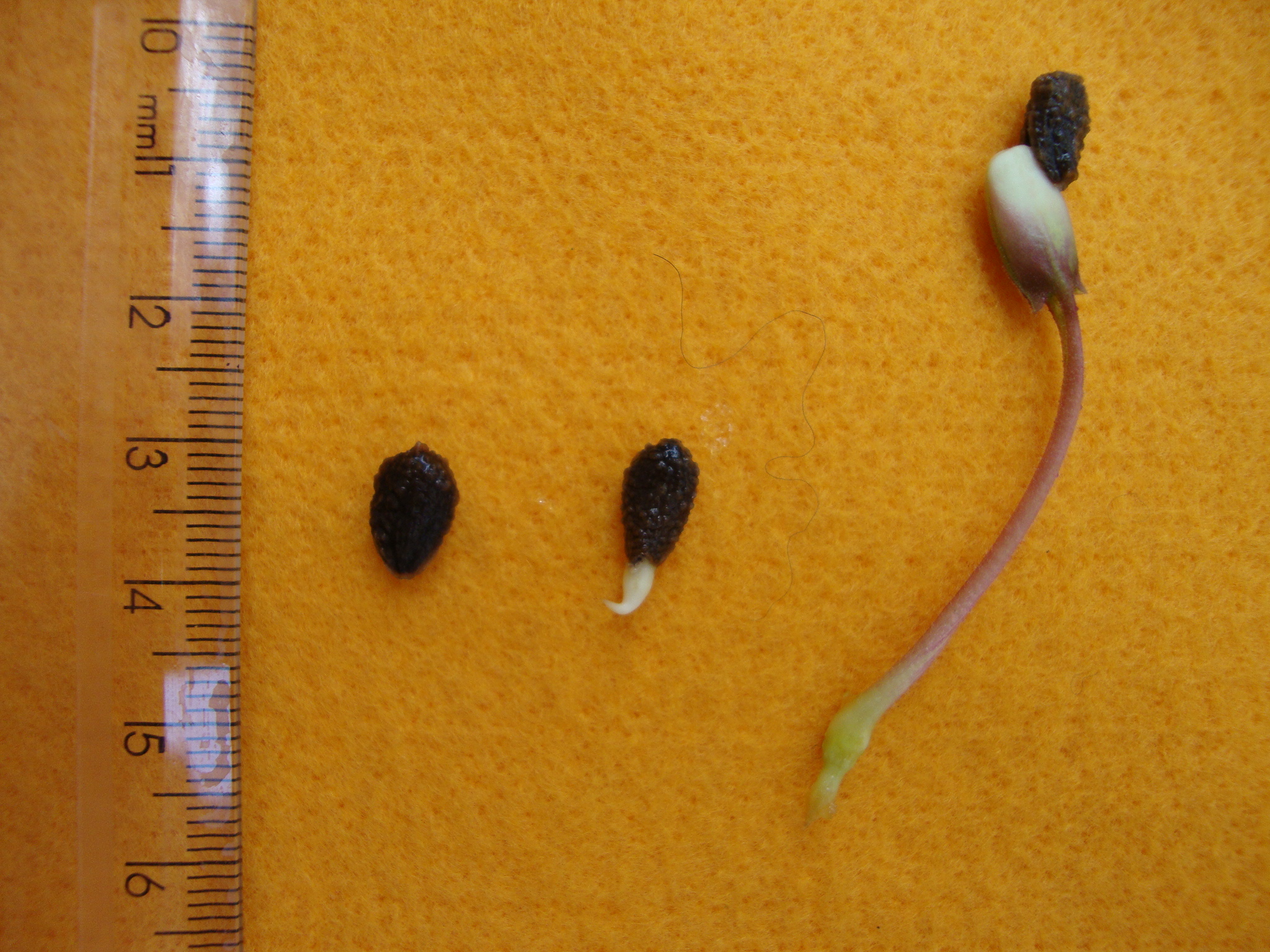 Sementes em germinação. Sementes em germinação.