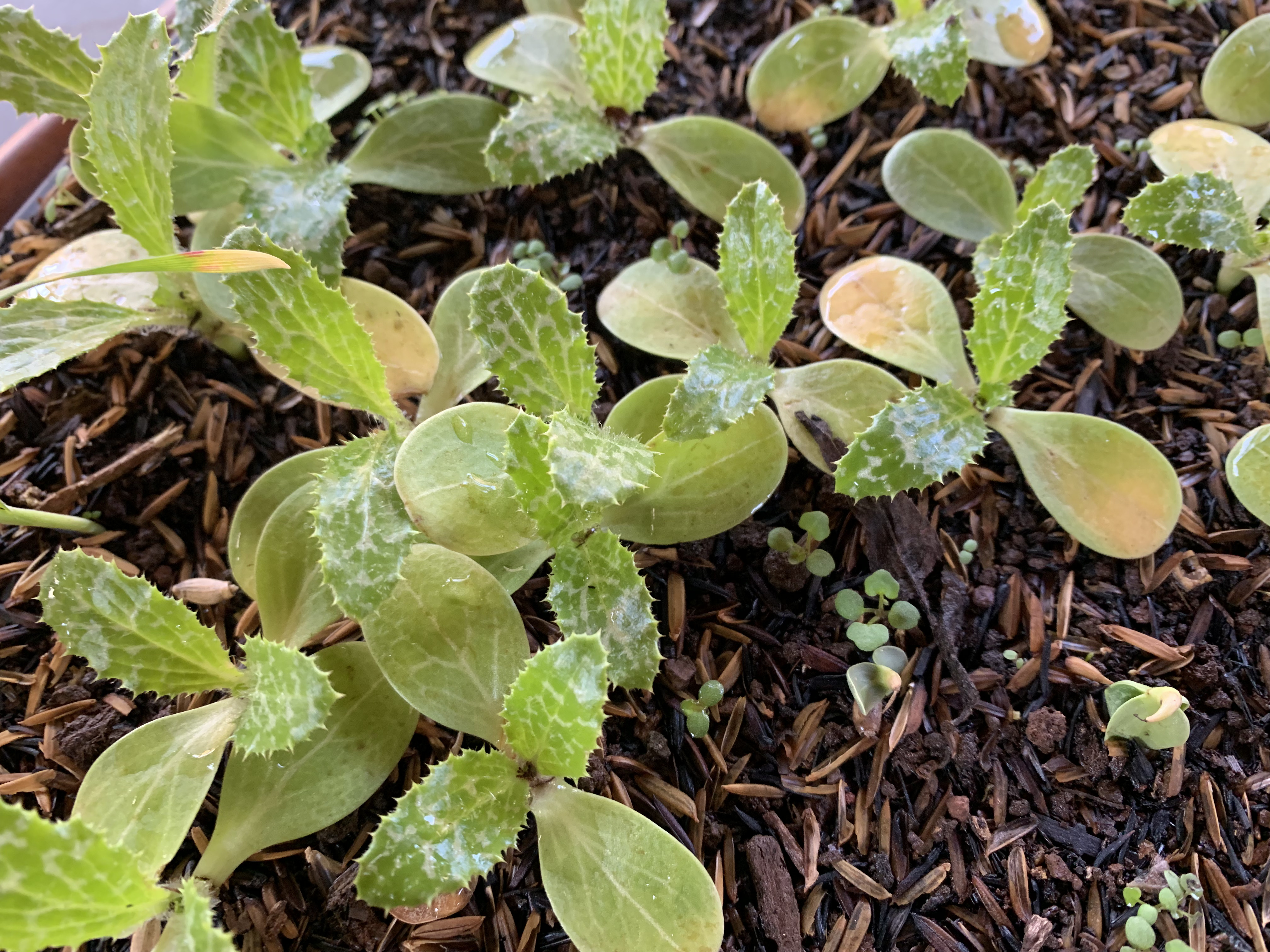 Silybum marianum