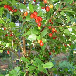 Eugenia punicifolia