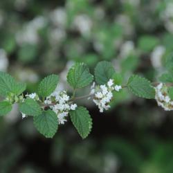 Lippia origanoides