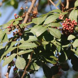 Schinus terebinthifolia