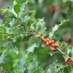 Monteverdia ilicifolia