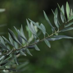 Olea europaea