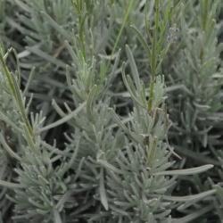 Lavandula officinalis