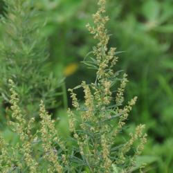Artemisia vulgaris