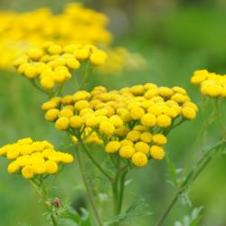 Tanacetum vulgare