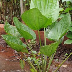 Echinodorus grandiflorus