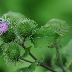 Arctium lappa