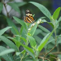 Varronia curassavica