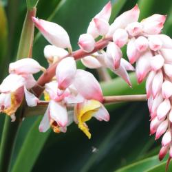 Alpinia zerumbet