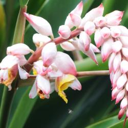 Alpinia speciosa