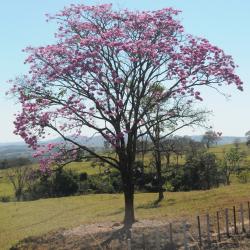 Handroanthus impetiginosus