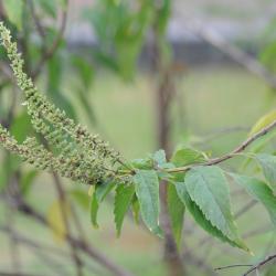 Ocimum gratissimum