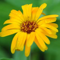 Calendula officinalis