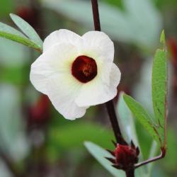 Hibiscus sabdariffa
