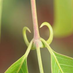 Uncaria guianensis