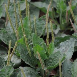 Plantago major