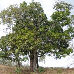 Ocotea sassafras