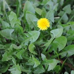 Taraxacum officinale