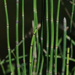 Equisetum hyemale