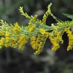 Solidago microglossa