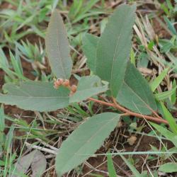 Croton antisyphiliticus