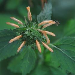 Leonotis nepetifolia