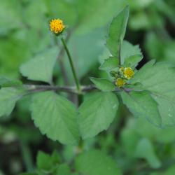 Bidens pilosa