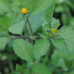 Bidens pilosa