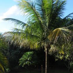 Cocos nucifera