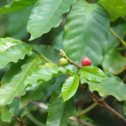 Coffea arabica