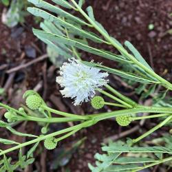 Anadenanthera colubrina