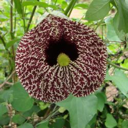 Aristolochia brasiliensis