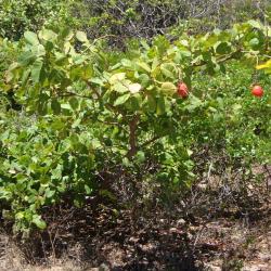 Anacardium occidentale