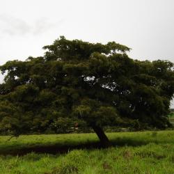 Copaifera langsdorffii