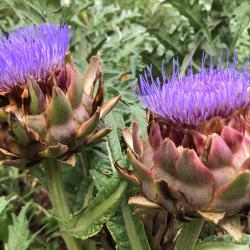 Cynara cardunculus