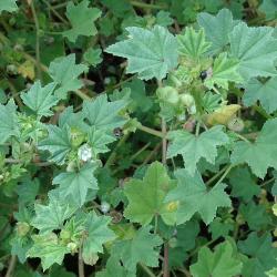 Malva sylvestris