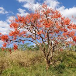 Erythrina mulungu