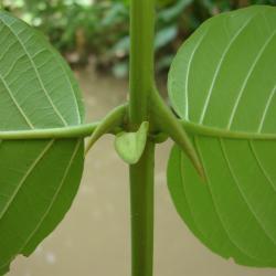 Uncaria tomentosa 