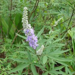 Vitex agnus castus