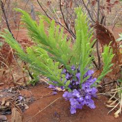 Jacaranda decurrens