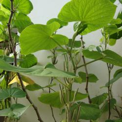 Piper umbellatum