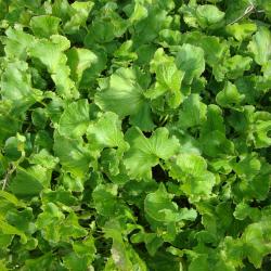 Centella asiatica