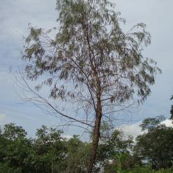 Eucalyptus globulus