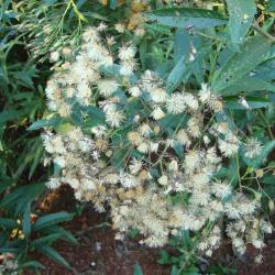 Vernonanthura polyanthes