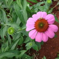 Echinacea purpurea