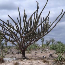 Cereus jamacaru